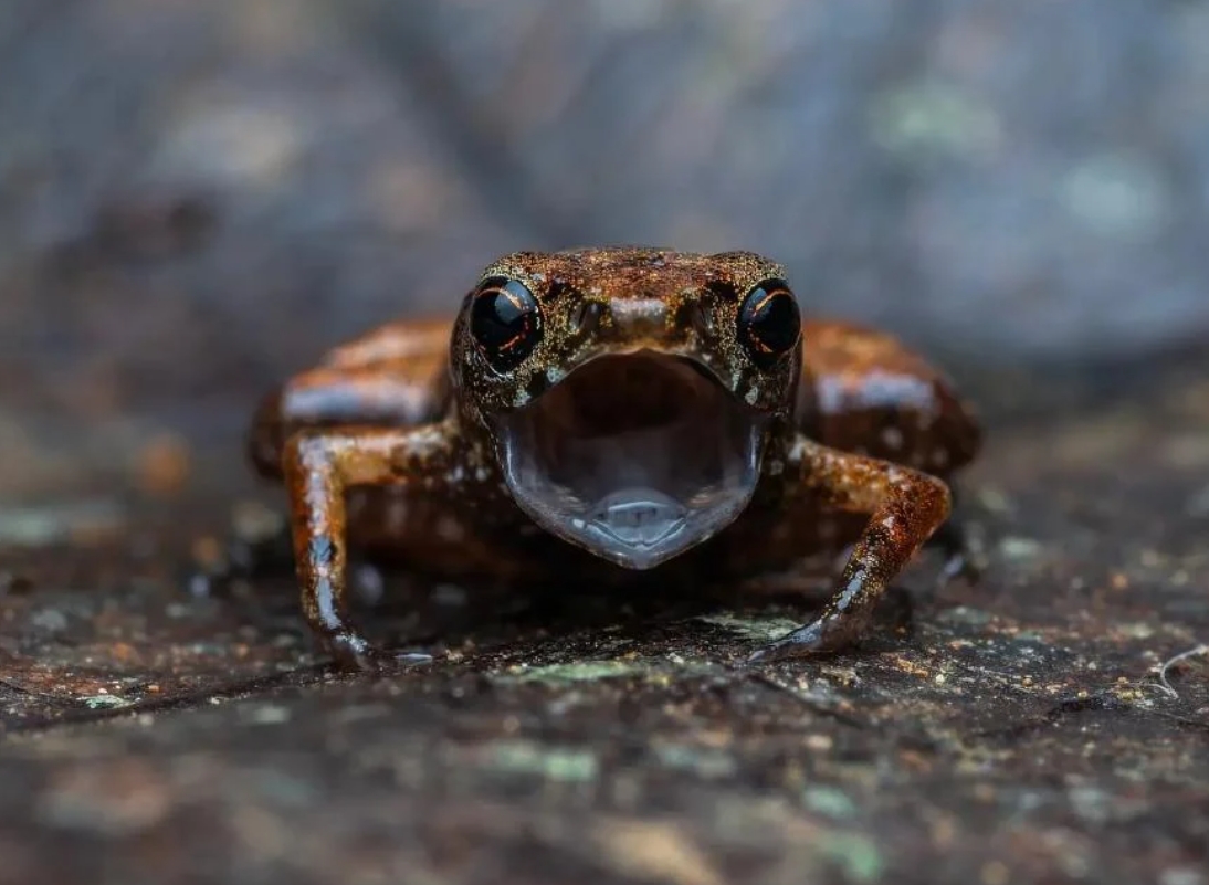 Как выглядит самая маленькая лягушка в мире: она нарушает все представления о природе